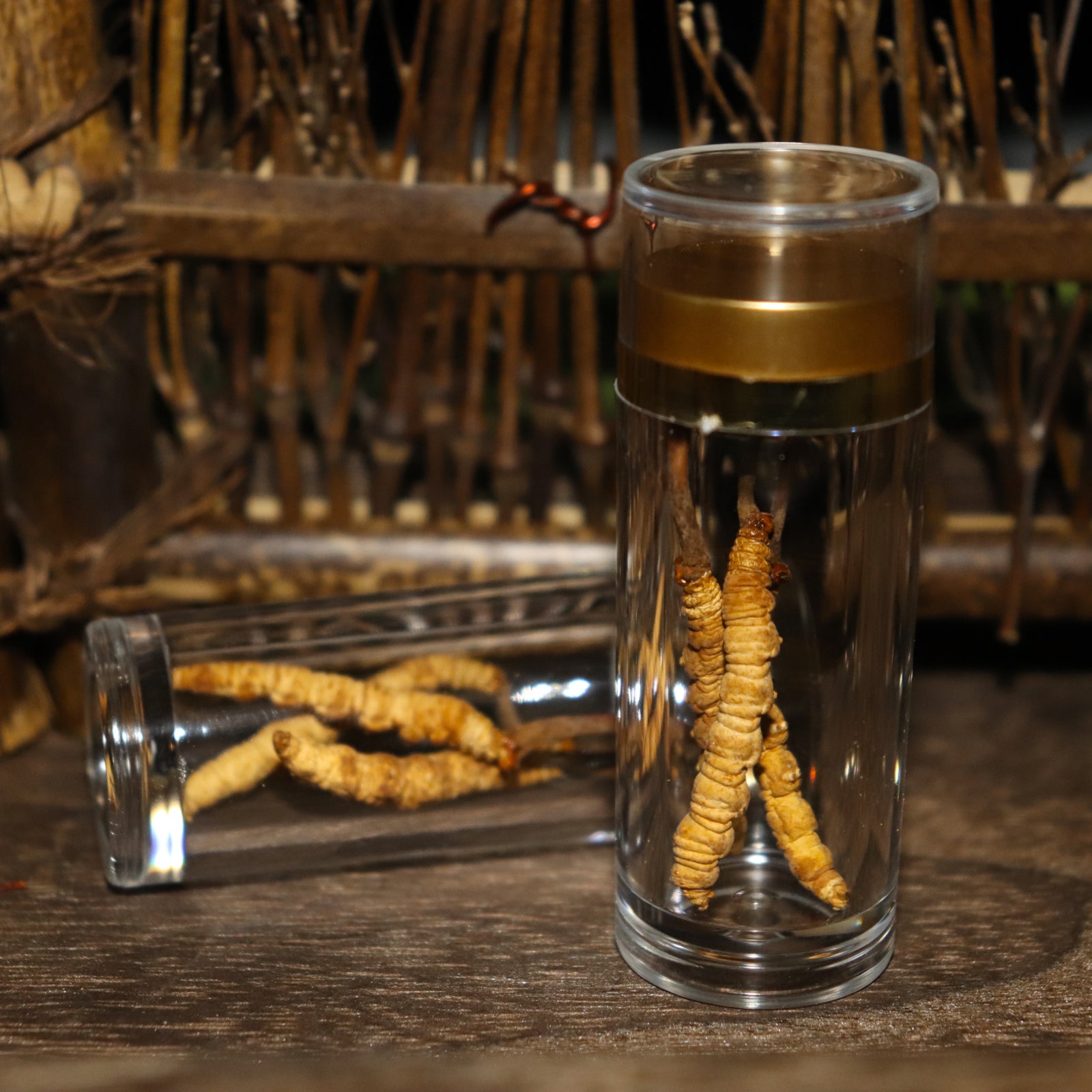 Đông Trùng Hạ Thảo Tây Tạng - Hộp 8gr – Vui Sống USA